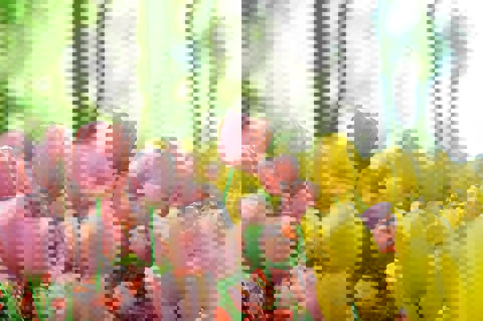 Tulipanaksjon 27. april 2024